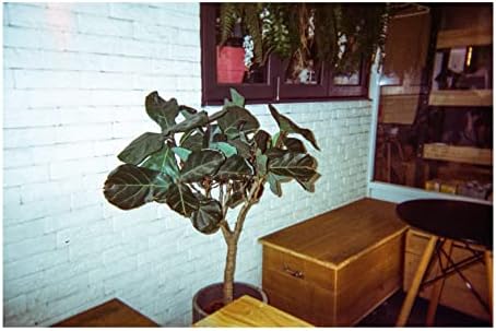 RETO Amber Spark 35mm Disposable Film Camera 27exp, Color Negative Film, Focus Free, Easy to Use, Built in Flash, Single Use (Film and Battery Included) - Image 3